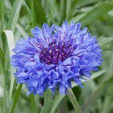 Blue Cornflower Seeds for Planting - Heirloom and Non-GMO Garden Seeds, Beautiful Blooms - Cornflower for planting in home garden